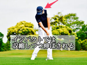 ゴルフスイングのインパクトでは収縮しながら伸ばされる肩甲挙筋