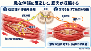 筋肉ロックの仕組み