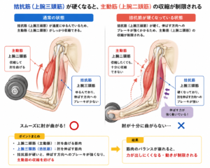 主動筋と拮抗筋