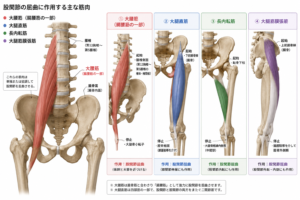 股関節屈筋群
