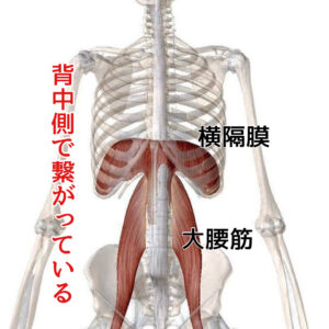 横隔膜と大腰筋