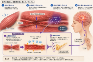 ブラジキニンの働き