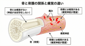 骨と骨膜