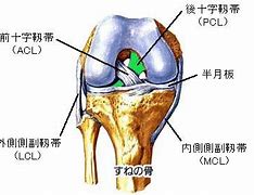 膝関節を安定させる靱帯
