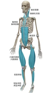 太腿前～首の前まで繋がる筋膜