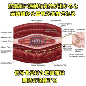 筋肉ロックが起こる仕組み