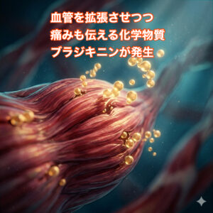 血管を拡張させつつ痛みを脳に伝えるブラジキニン